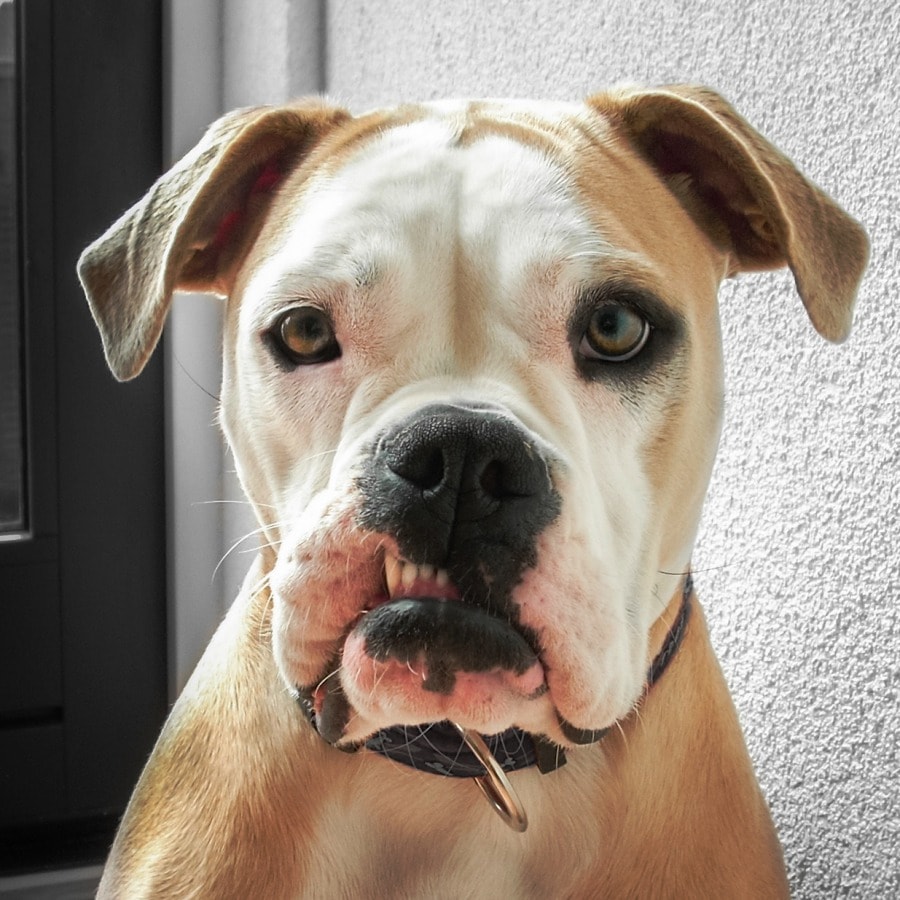 Sinirli köpek resmi