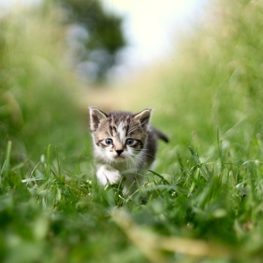şirin kedi resimleri