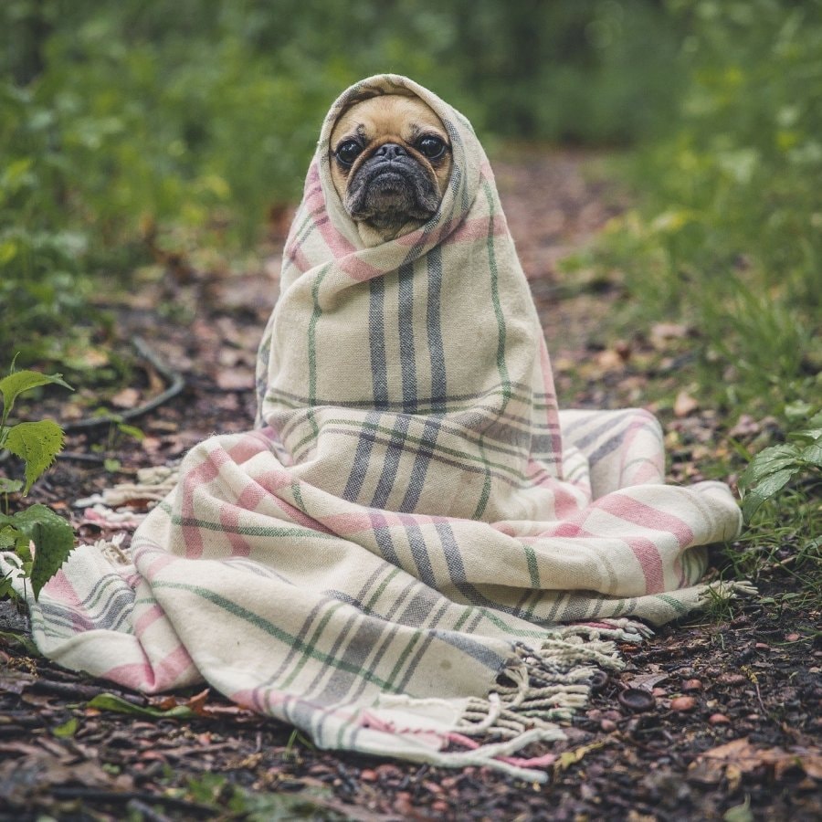 Şirin köpek resmi