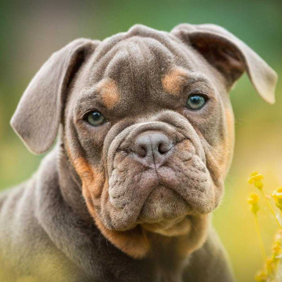 şirin köpekler