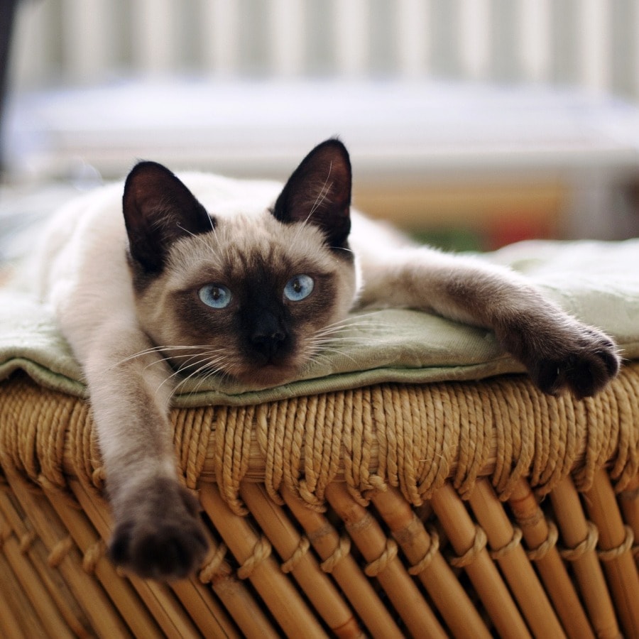 Uyuyan kedi