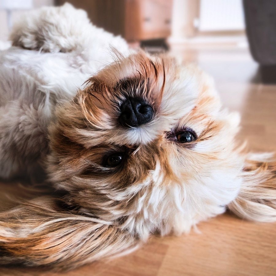 Uyuyan köpek
