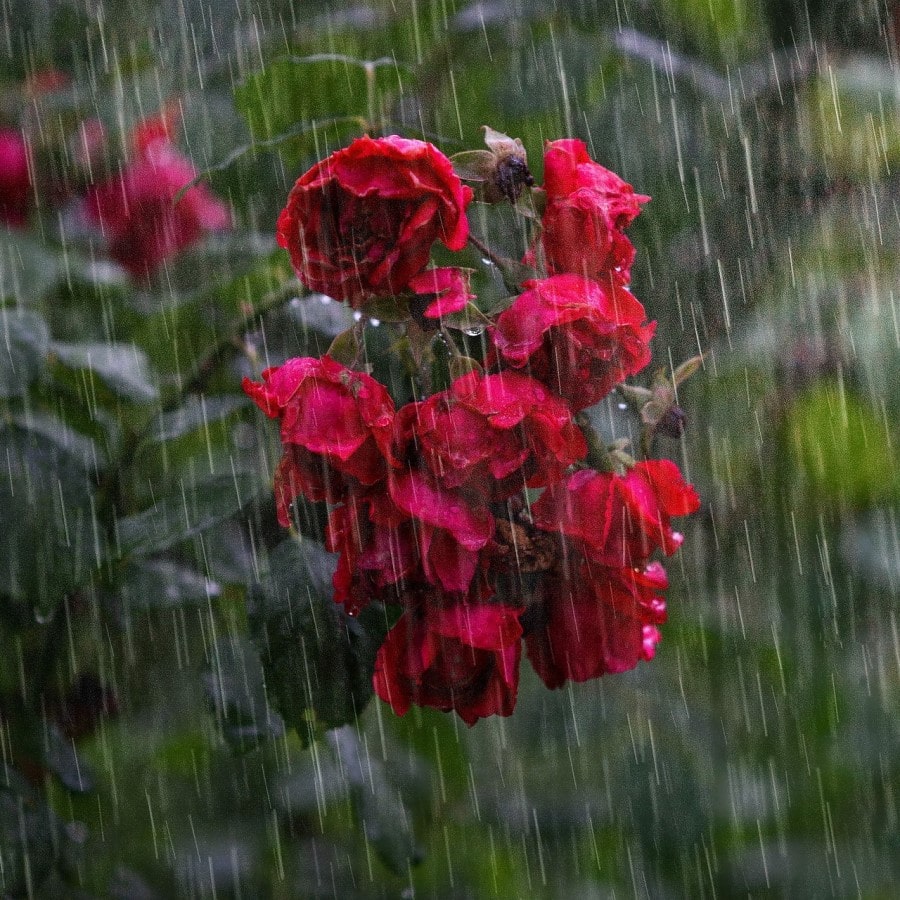 Yağmur ve Çiçek