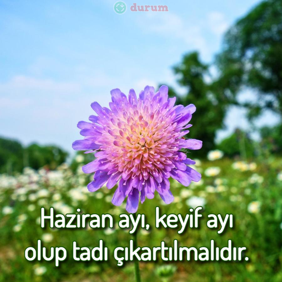 yay çiçekler