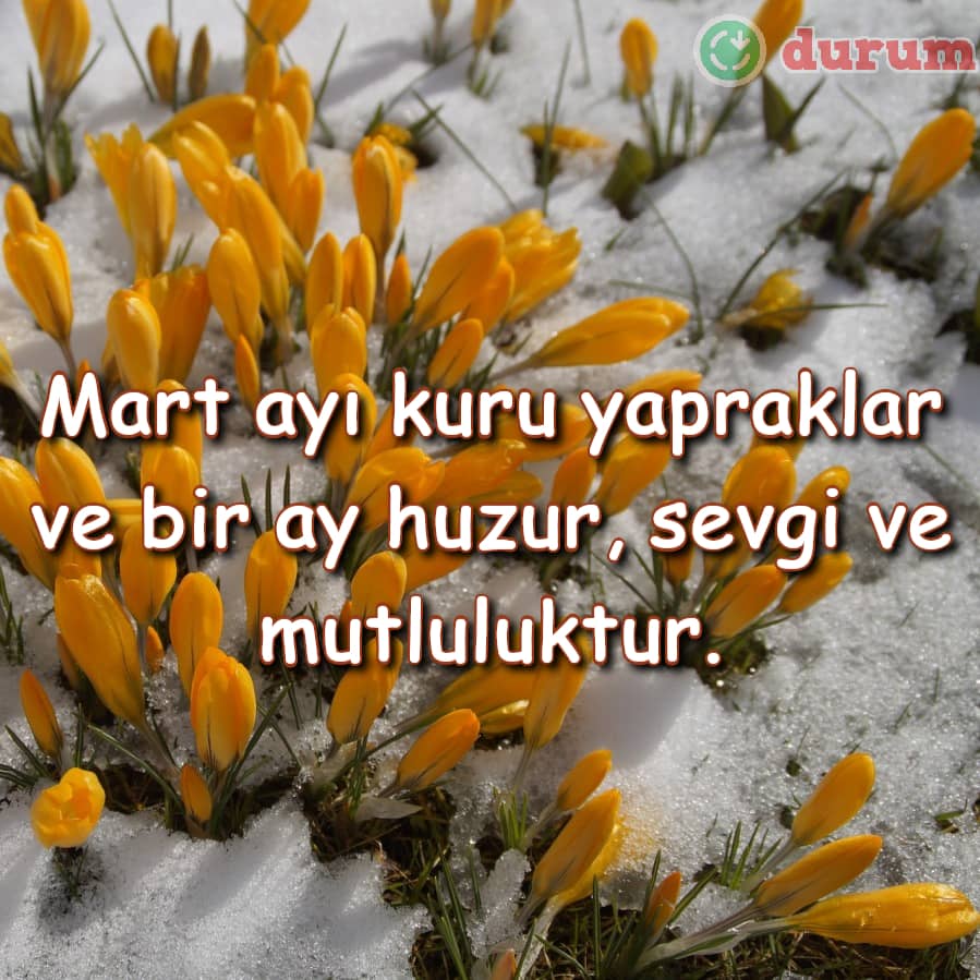 yaz gulleri