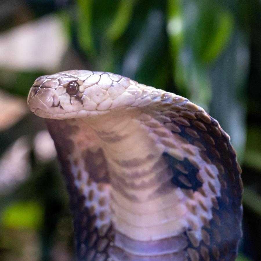 yılan resmi